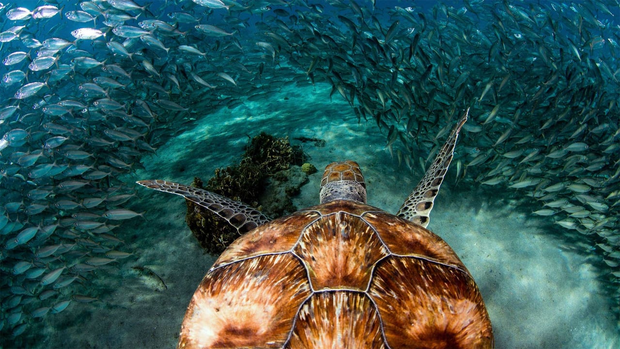 Green sea turtle with sardines near Playa Grandi, Curaçao (© yfhishinuma/Getty Images Plus) desktop wallpaper
