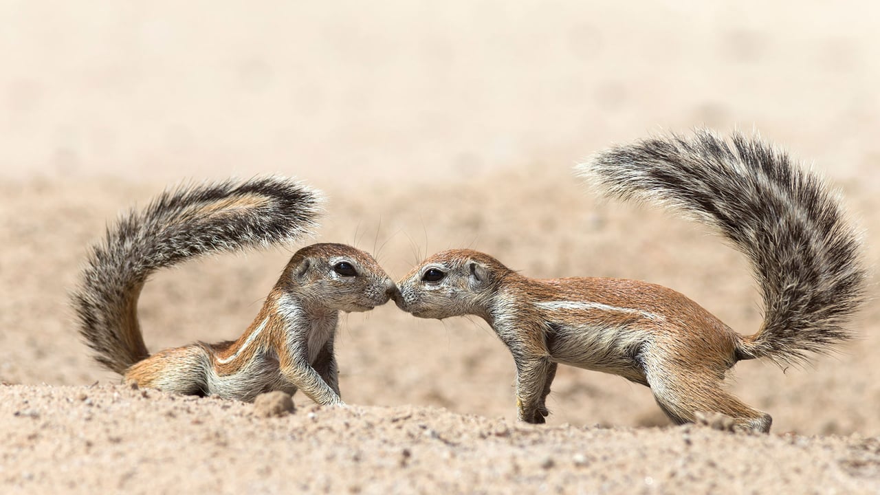 Écureuils terrestres se saluant, dans le parc transfrontalier de Kgalagadi, Cap-Nord, Afrique du Sud (© Ann and Steve Toon/Minden Pictures) desktop wallpaper