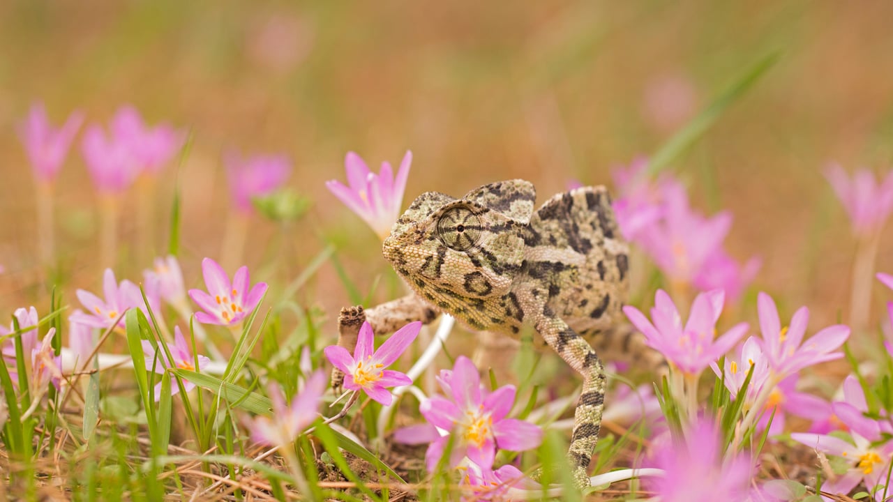 Common chameleon (© Photostock-Israel/SPL/Getty Images) desktop wallpaper