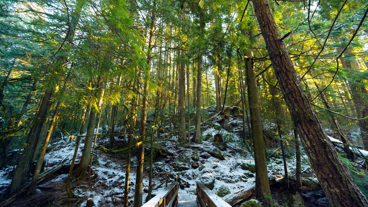 Rainforest trails along Cypress Creek, West Vancouver, BC (© Jason Wilde/TANDEM Stills + Motion) desktop wallpaper