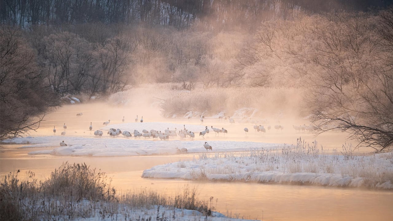 音羽橋から見る川霧に佇むタンチョウ, 北海道 阿寒郡 (© Natapong Supalertsophon/Getty Images) desktop wallpaper