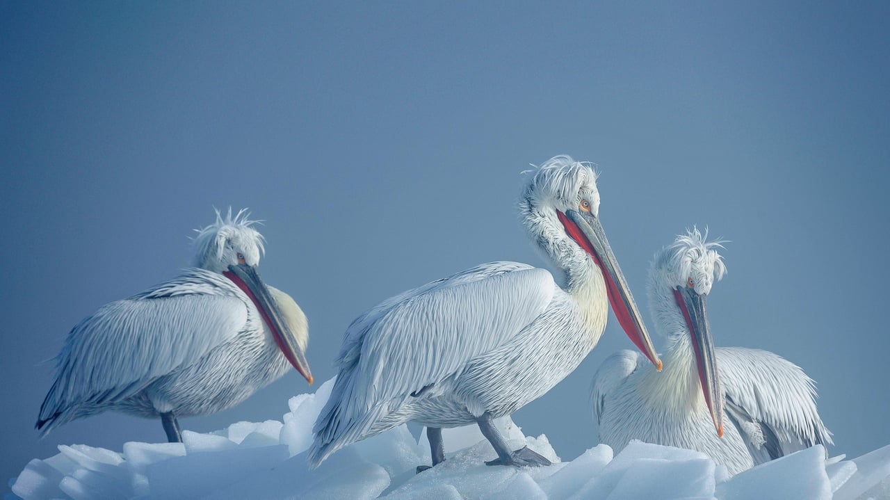 Dalmatian pelicans on ice, Lake Kerkini, Greece (© Guy Edwardes/Minden Pictures) desktop wallpaper
