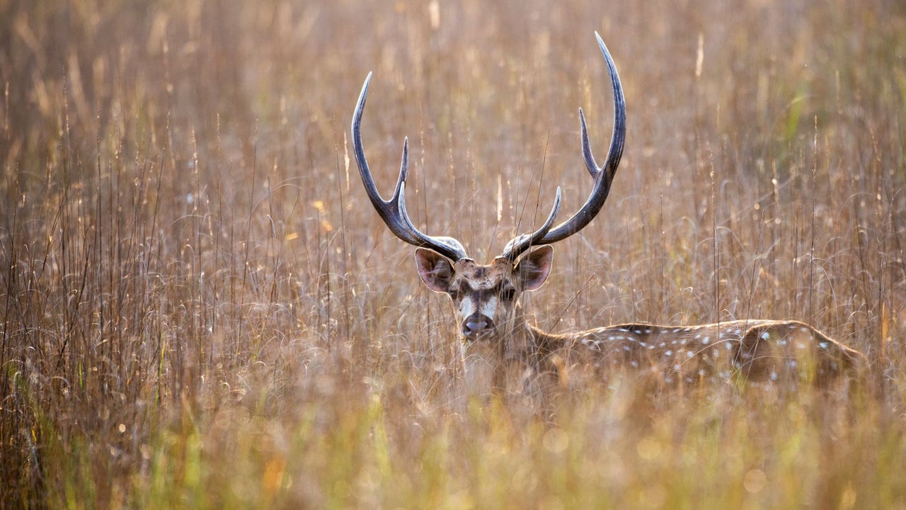 Chital, Bandhavgarh National Park, Madhya Pradesh (© James Warwick/Getty Images) desktop wallpaper