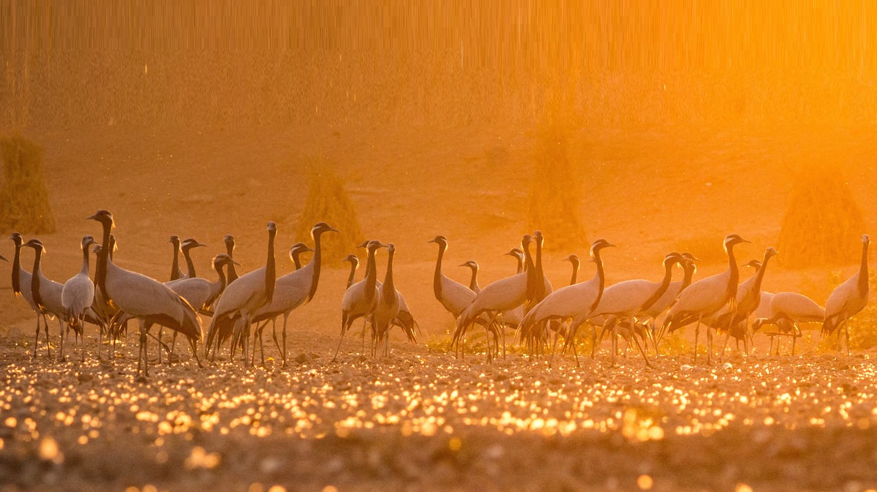 Demoiselle cranes come to Khichan village in Rajasthan, India (© Pinkesh Bhati/Shutterstock) desktop wallpaper