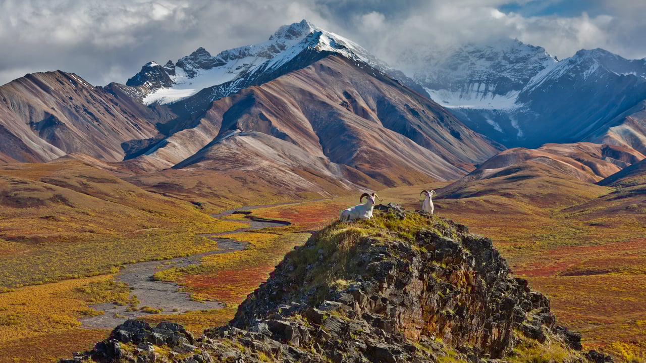 Dall sheep rams at Polychrome Pass, Denali National Park, Alaska (© Patrick J. Endres/Getty Images) desktop wallpaper