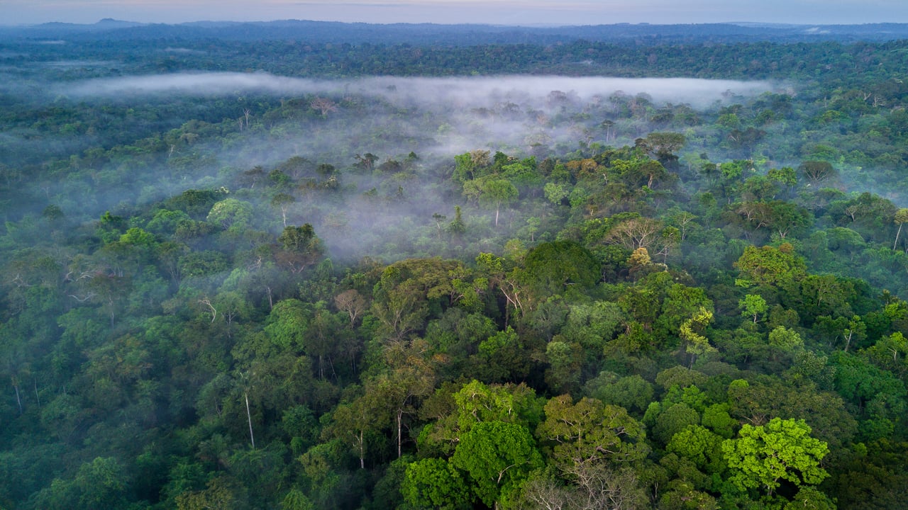 Névoa sobre a copa da Floresta Amazônica (© Ignacio Palacios/Getty Images) desktop wallpaper