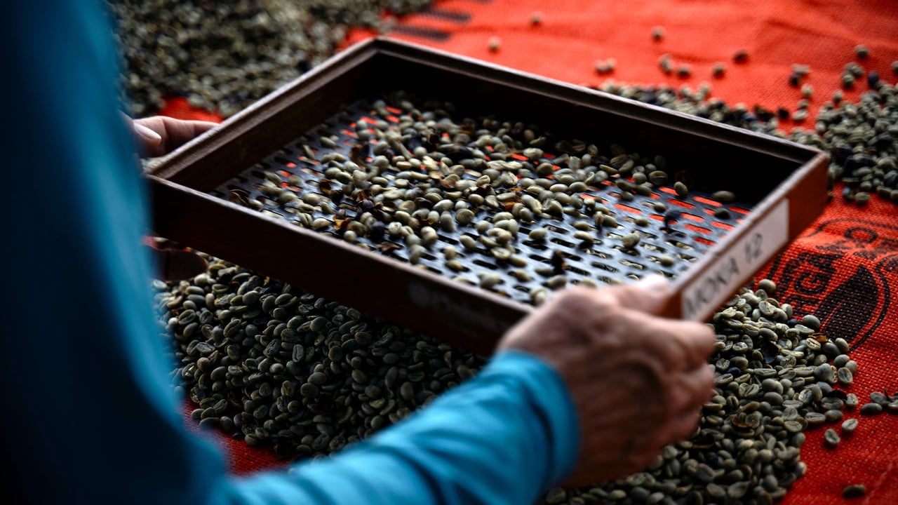 Um trabalhador peneira grãos de café na fazenda de café Camocim em Domingos Martins, Espírito Santo (© Carl de Souza/Getty Images) desktop wallpaper