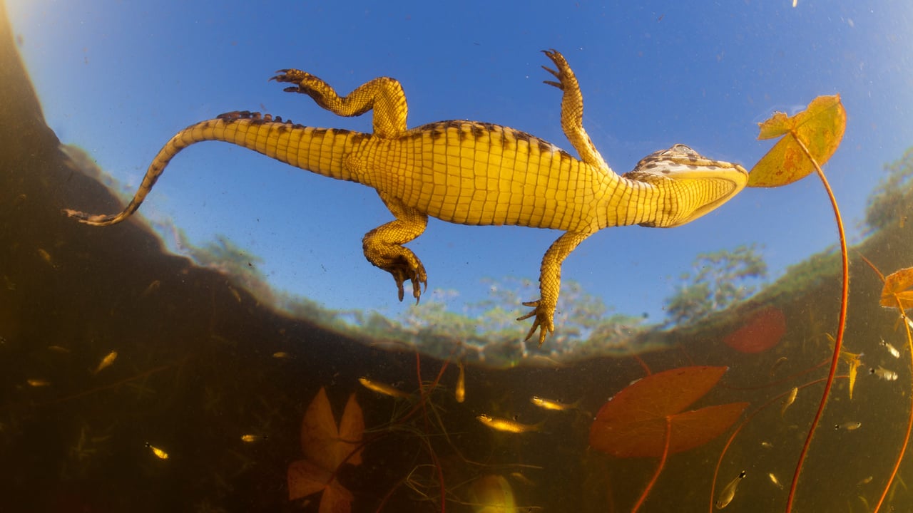 Jacaré (Caiman yacare) bebê visto de baixo (© Luciano Candisani/Minden Pictures) desktop wallpaper