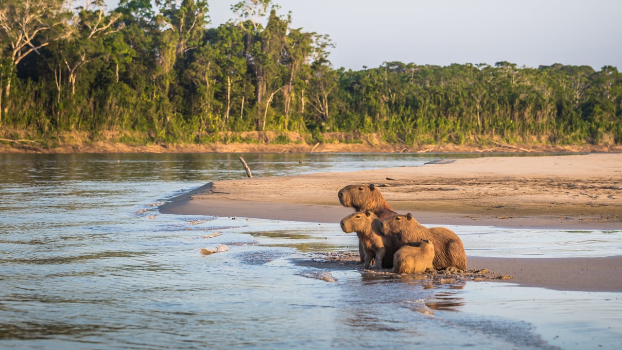 Família de capivaras às margens da floresta amazônica no Parque Nacional de Manu, Peru (© RPBMedia/iStock/Getty Images Plus) desktop wallpaper