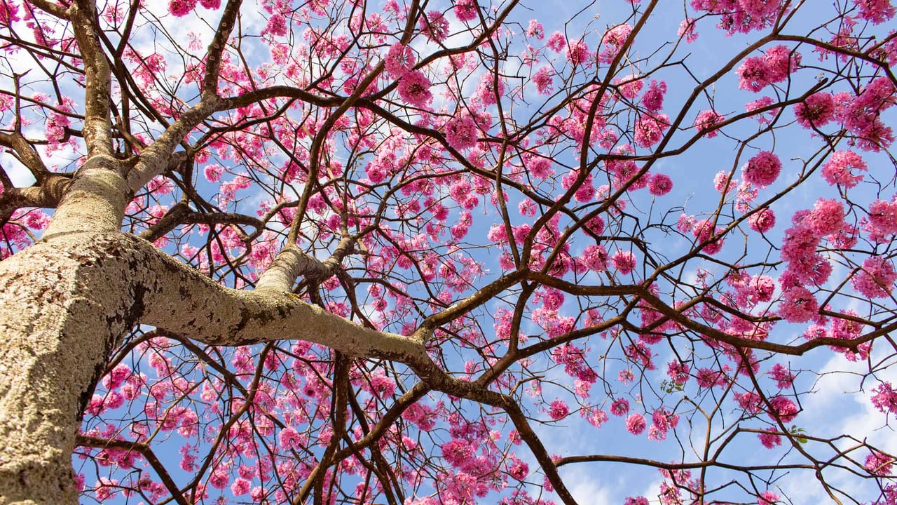 Vista de baixo ângulo de uma árvore com flores cor-de-rosa contra o céu, Distrito Federal (© Bruno Couto via 500px/GettyImages) desktop wallpaper