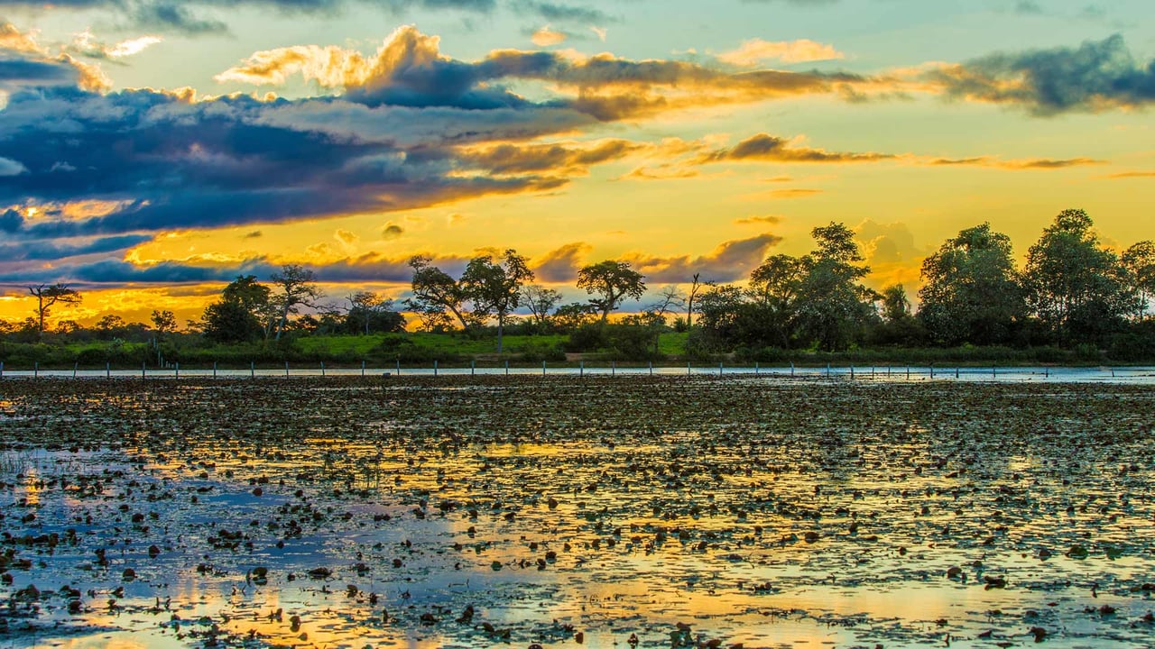Colorido atardecer en Pantanal, Brasil (© filipefrazao/Getty Images) desktop wallpaper