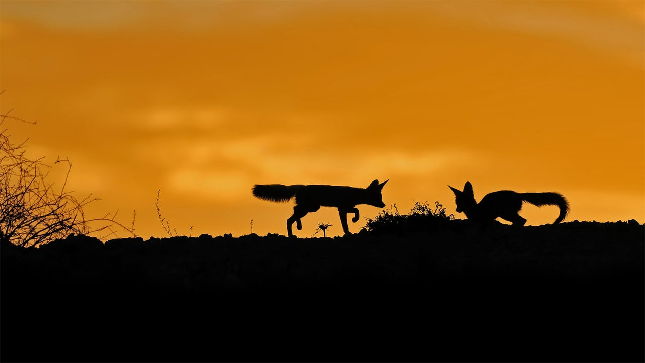 Cape foxes in the Kalahari Desert, South Africa (© NSP-RF/Alamy) desktop wallpaper