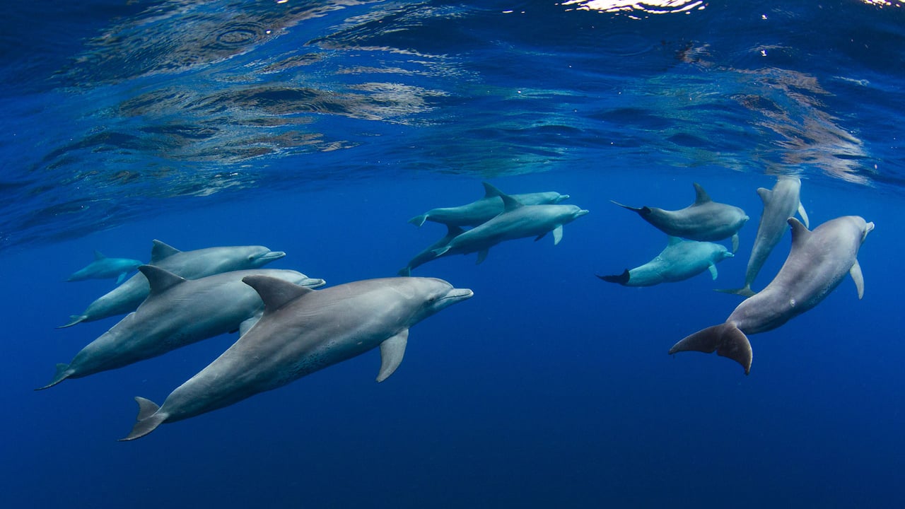 Dolphin pod near Réunion, overseas department of France, Indian Ocean (© Joost van Uffelen/Shutterstock) desktop wallpaper