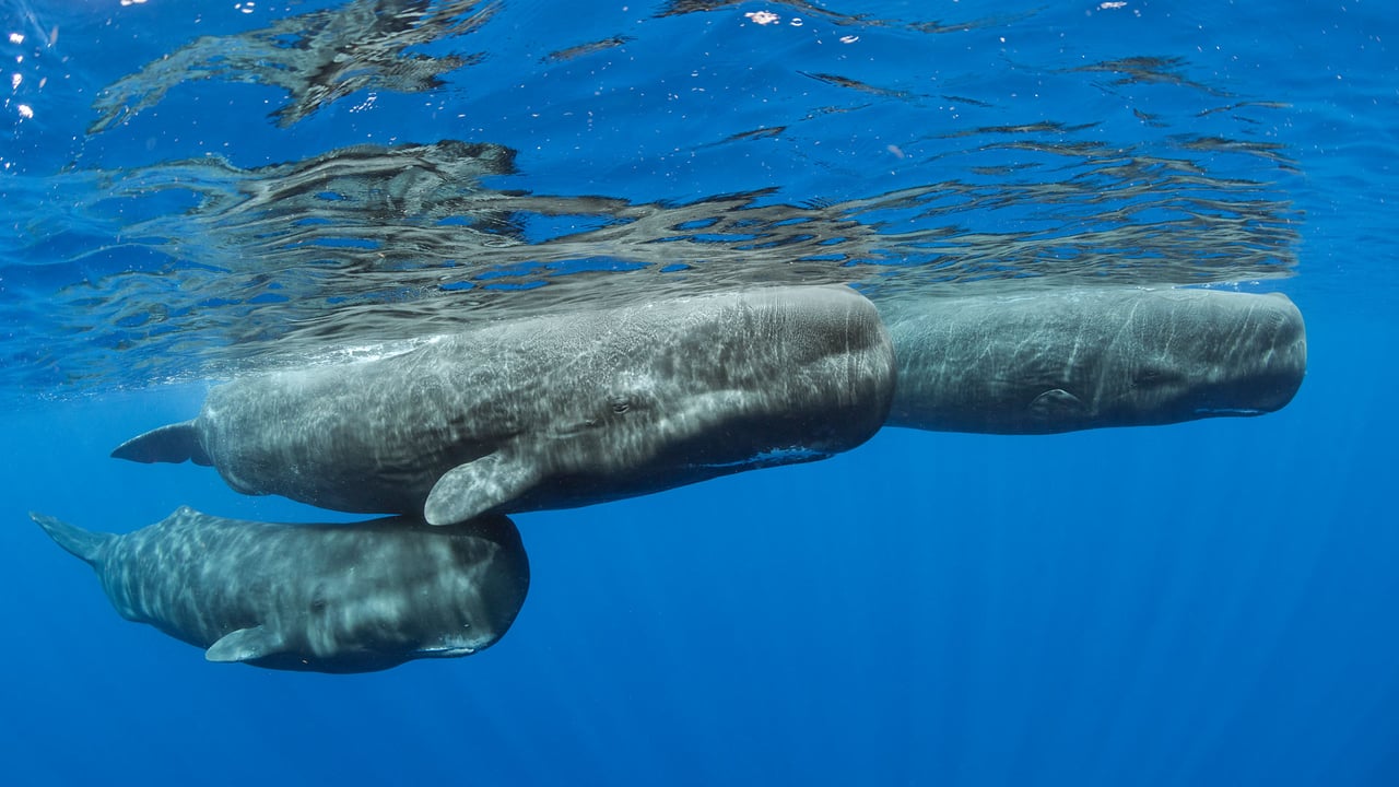 Sperm whale pod surfacing, Dominica (© Franco Banfi/Minden Pictures) desktop wallpaper