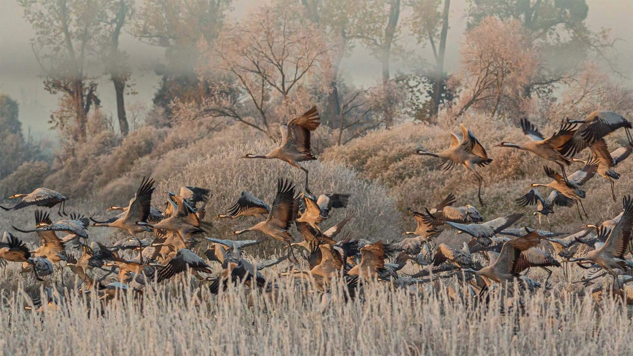 Common cranes in the Drömling wetland, Germany (© Mike Friedrichs/Getty Images) desktop wallpaper