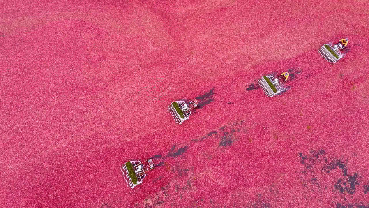 Cranberry harvest seen from a drone, Vancouver (© Grant Faint/Getty Images) desktop wallpaper