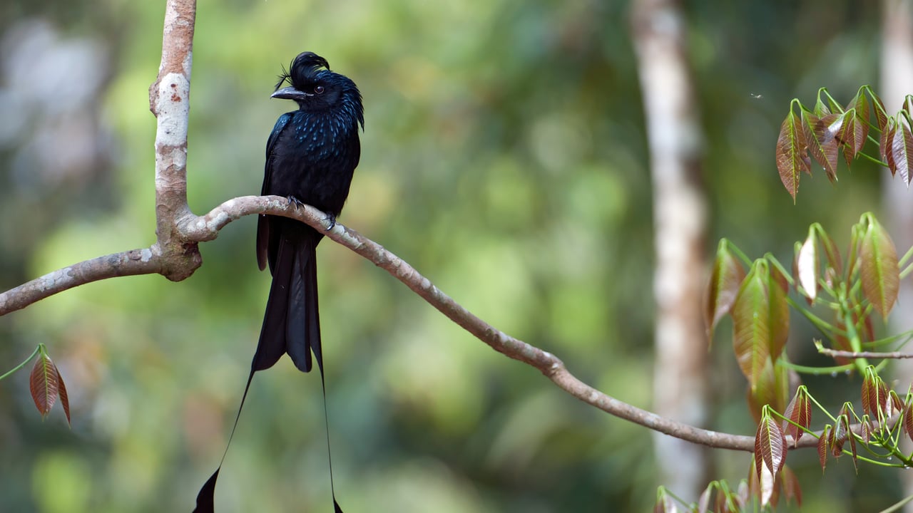 Greater racket-tailed drongo in Tripura, India (© Bernard Castelein/Minden Pictures) desktop wallpaper