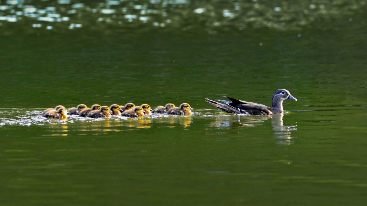 Mandarin duck hen with ducklings in South Korea (© VDCM image/Getty Images) desktop wallpaper