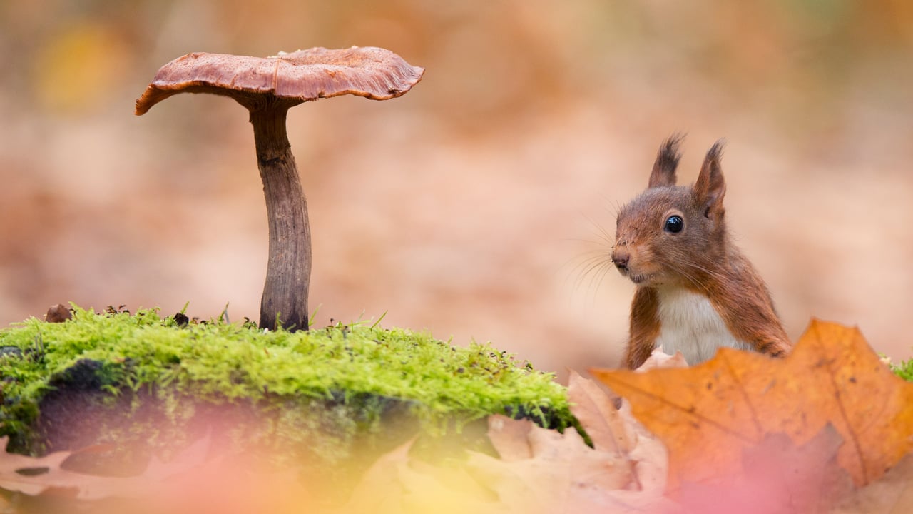 Eurasian red squirrel (© Edwin Giesbers/Minden Pictures) desktop wallpaper