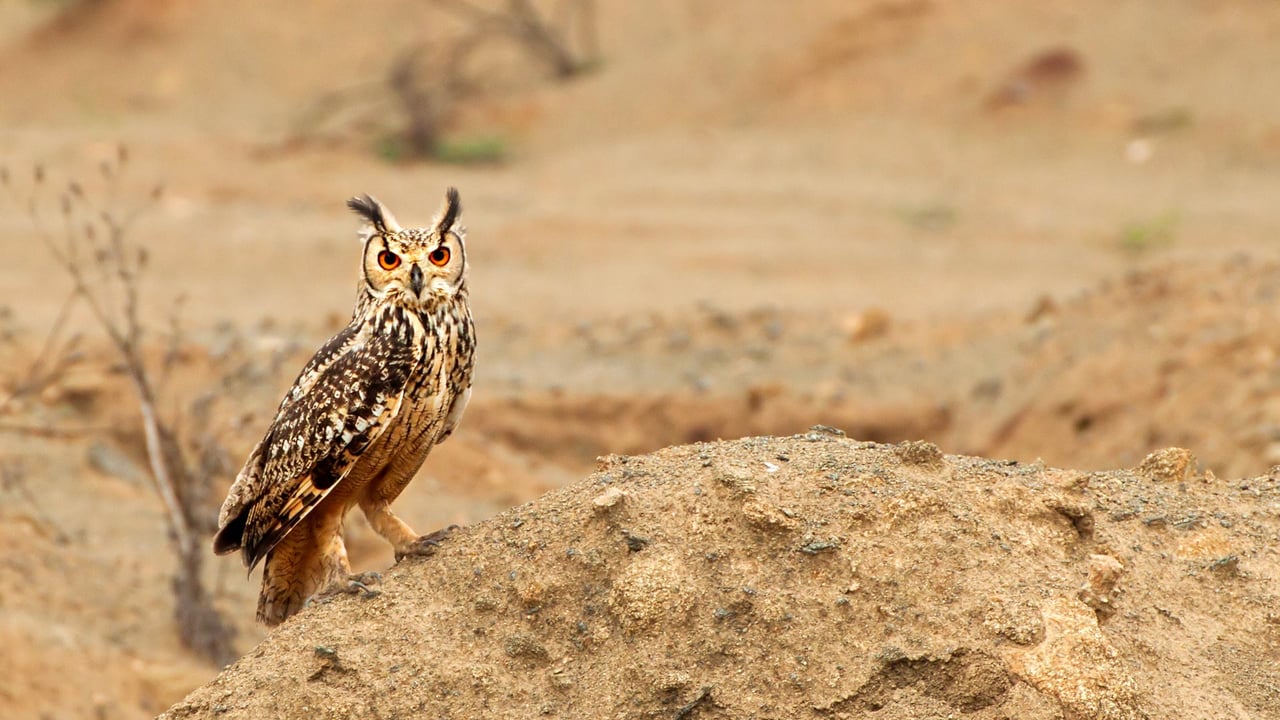 Eagle owl bird of prey in Karnataka. (© Anantha Murthy H S/iStock/Getty Images Plus) desktop wallpaper