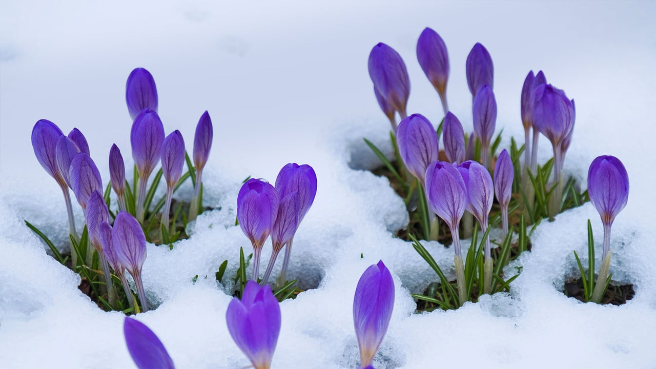 Crocus flowers (© Lorianne Ende/Getty Images) desktop wallpaper
