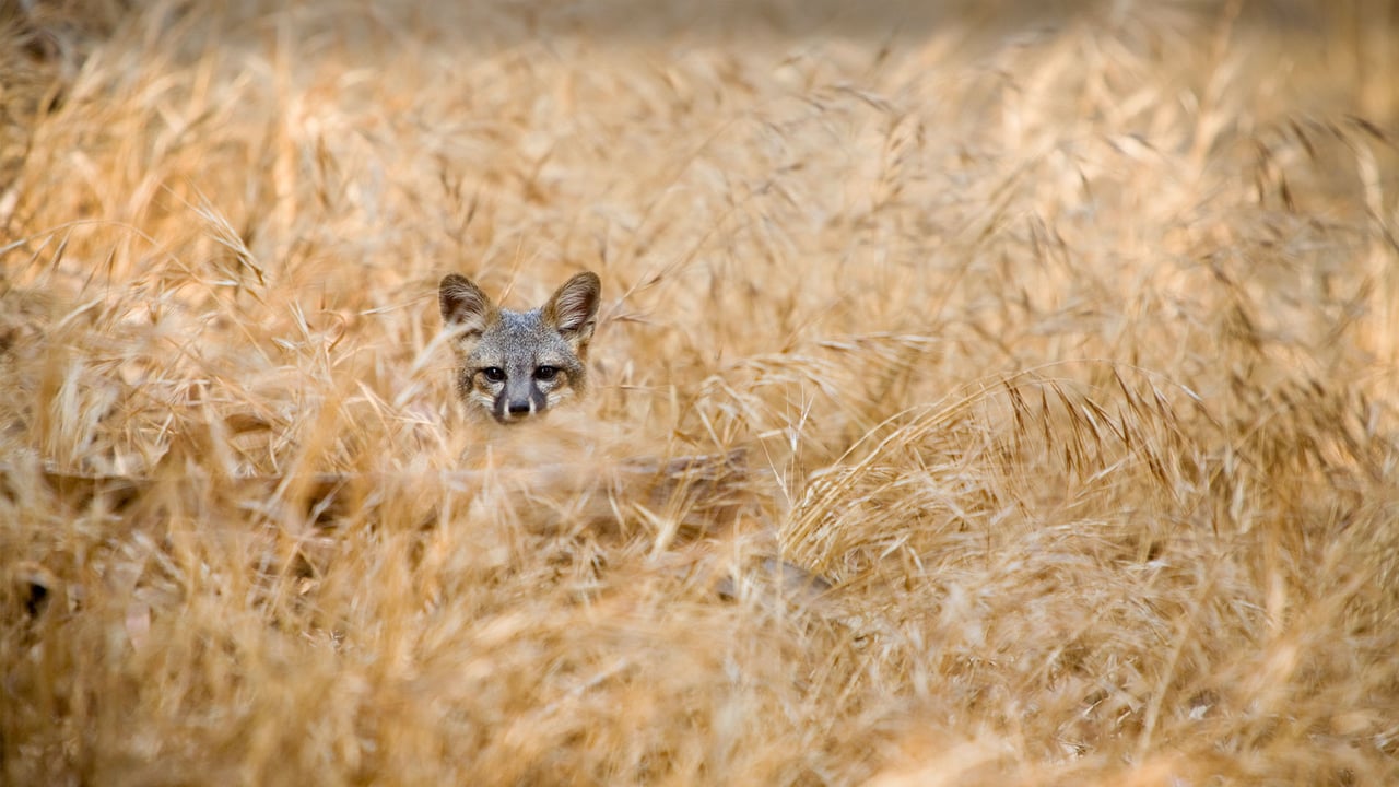 Island fox in Channel Islands National Park, California (© Ian Shive/Tandem Stills + Motion) desktop wallpaper
