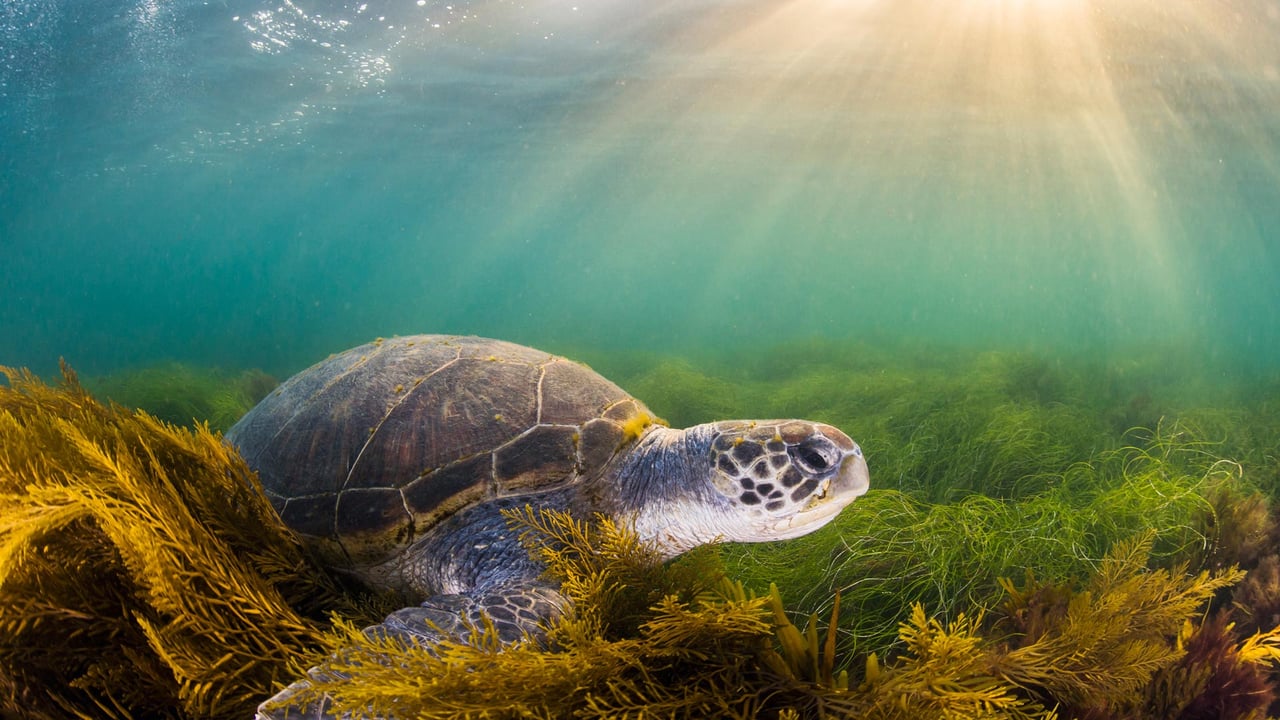 Green sea turtle, San Diego, California (© Ralph Pace/Minden Pictures) desktop wallpaper