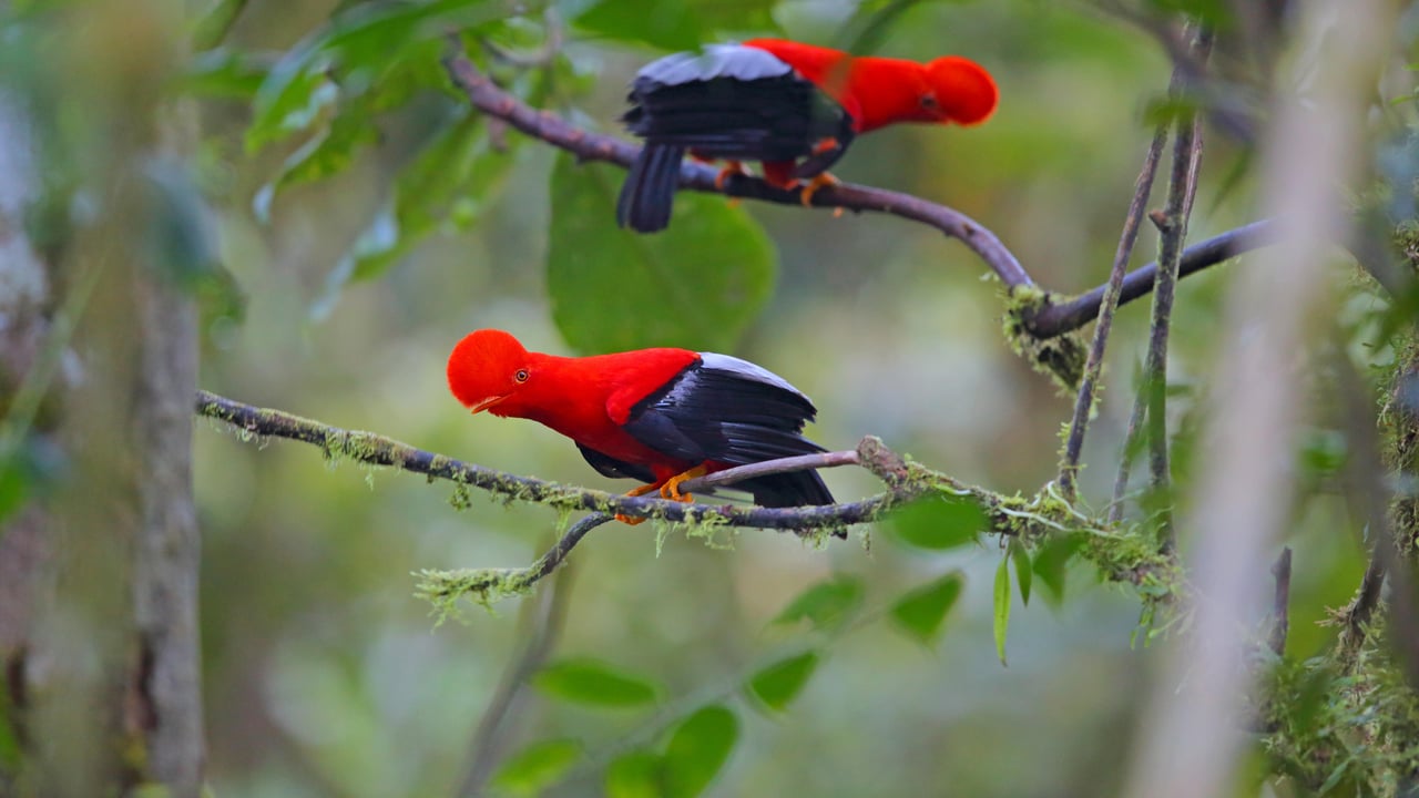 Andean cocks-of-the-rock, Ecuador (© Kit Day/Alamy) desktop wallpaper