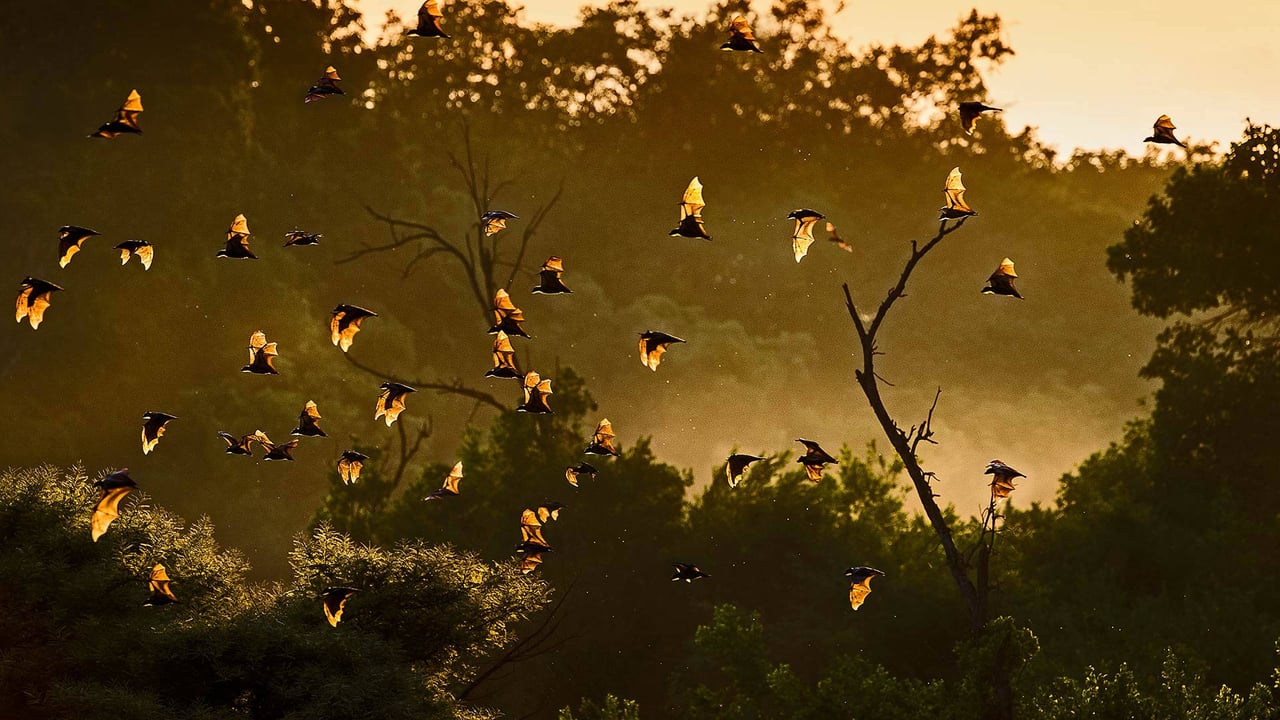 Straw-colored fruit bats in Kasanka National Park, Zambia (© Nick Garbutt/Minden Pictures) desktop wallpaper