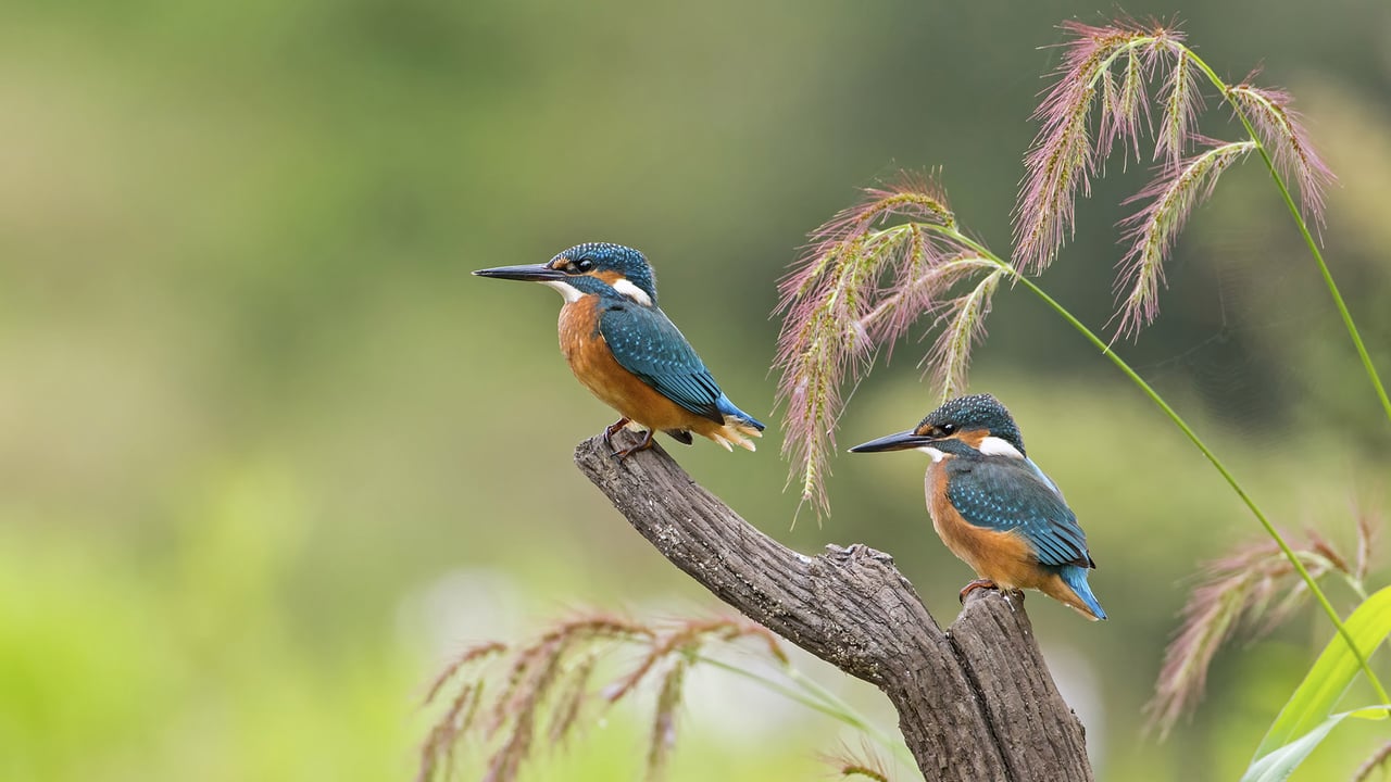 Junge Eisvögel, Sachsen-Anhalt, Deutschland (© Thomas Hinsche/Minden Pictures) desktop wallpaper