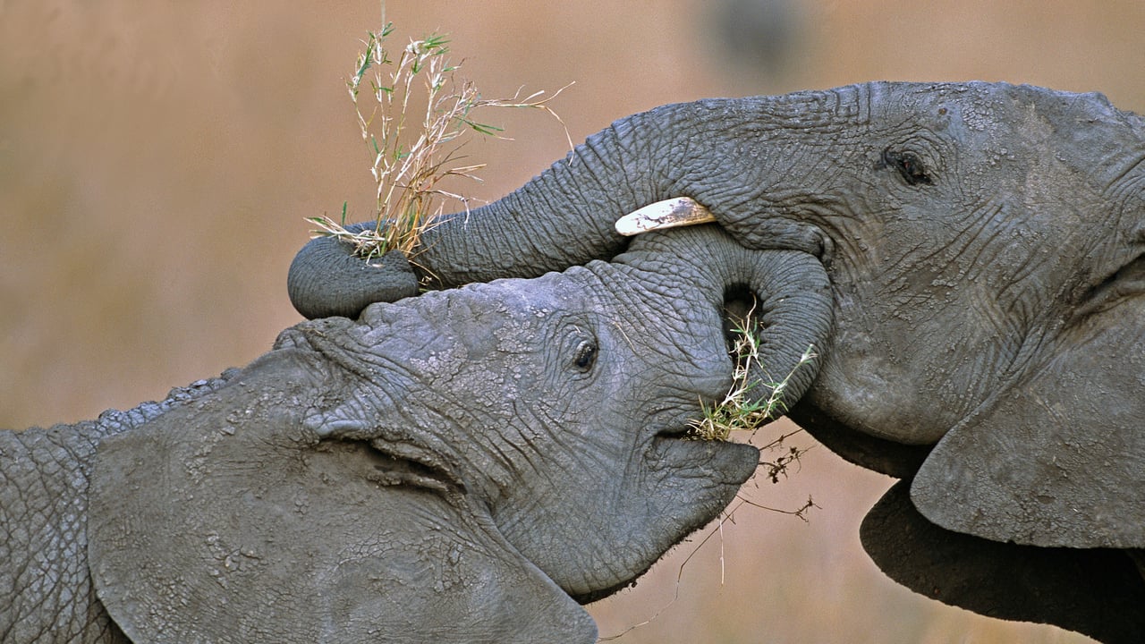 African bush elephants at Masai Mara National Reserve in Kenya (© Yva Momatiuk and John Eastcott/Minden Pictures) desktop wallpaper