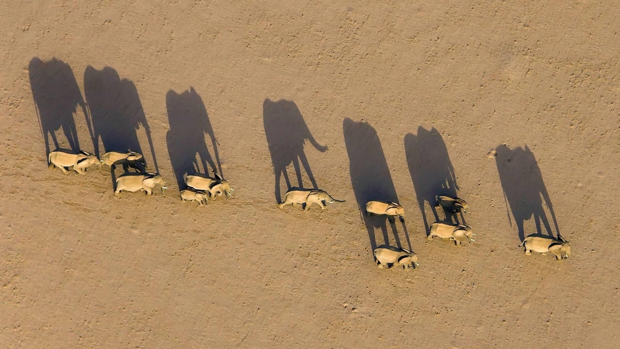 Elephant herd in Damaraland District, Namibia (© Michael Poliza/Getty Images) desktop wallpaper