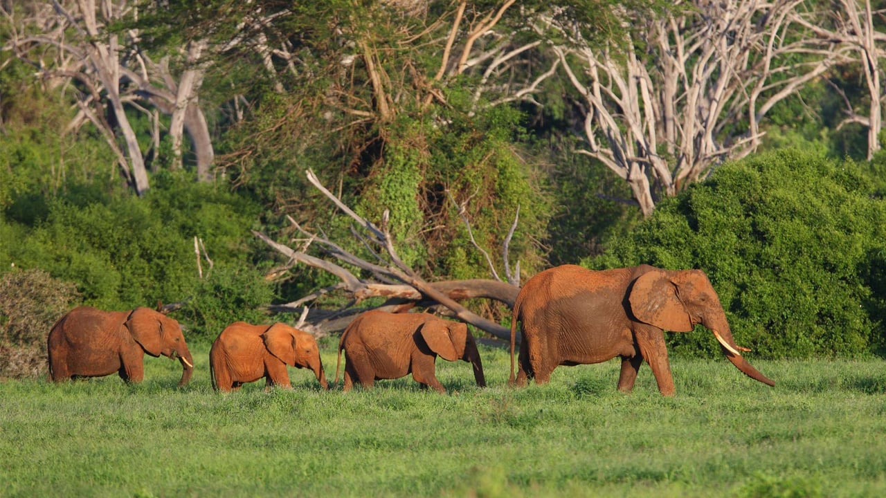 African elephants in Tsavo East National Park, Kenya (© Neil Bowman/Minden Pictures) desktop wallpaper