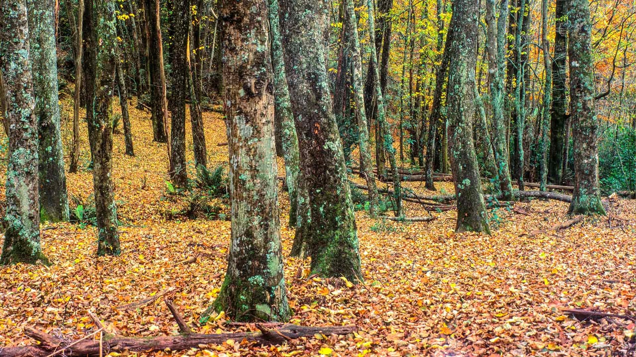 Historic nursery land in Emerald Lake Park, Victoria (© Givenworks/Getty Images) desktop wallpaper
