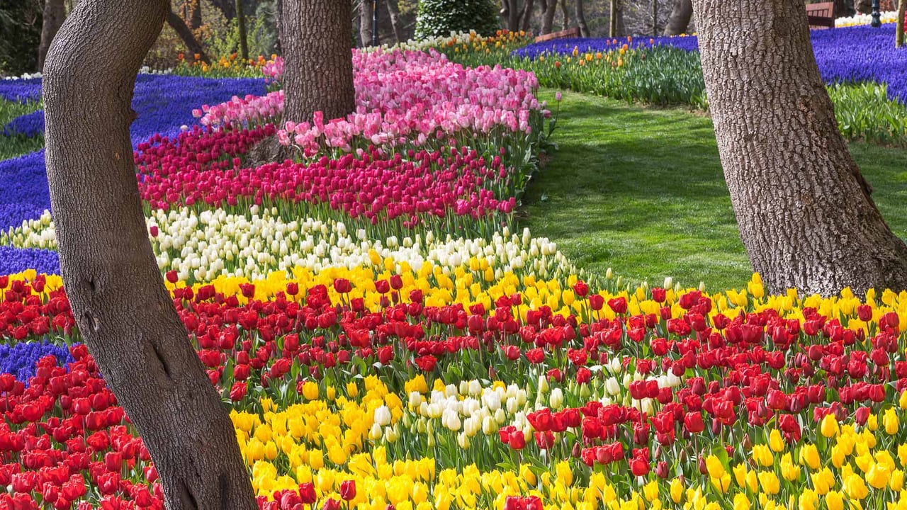 Tulips at Emirgan Park in Istanbul, Türkiye (© Ozbalci/Getty Images) desktop wallpaper