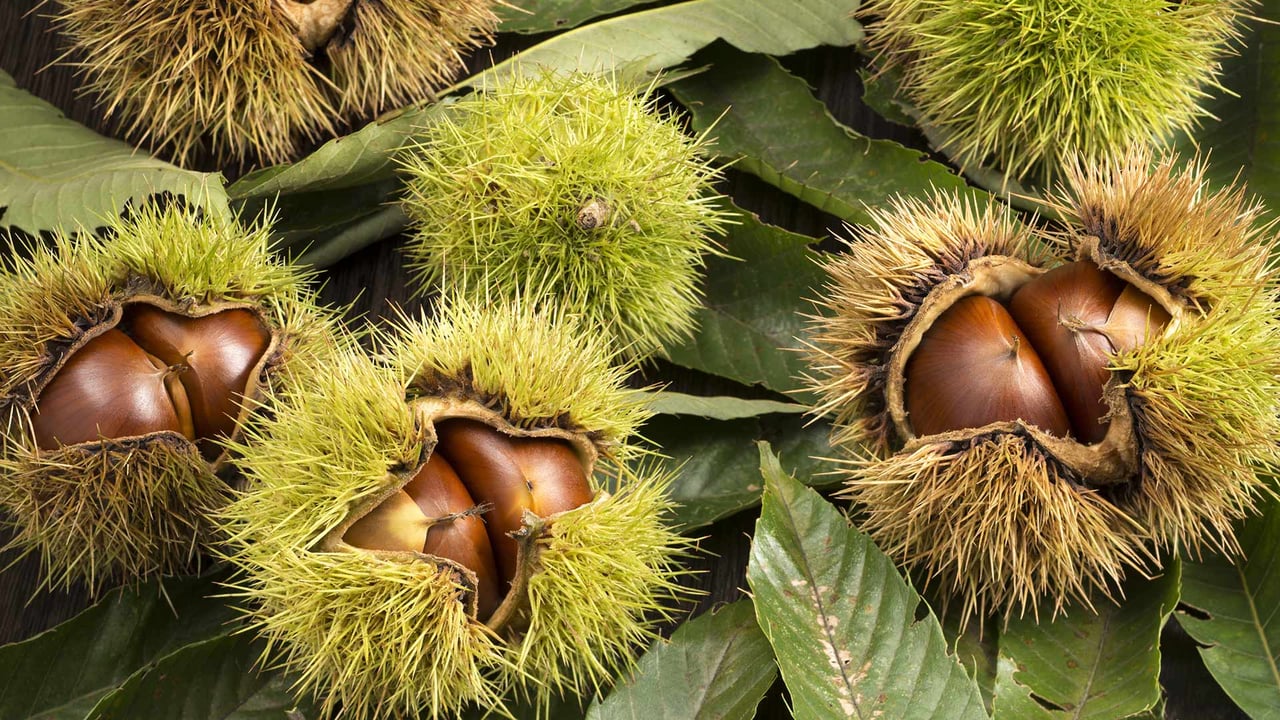 Chestnuts inside their husks (© Kai Keisuke/Shutterstock) desktop wallpaper