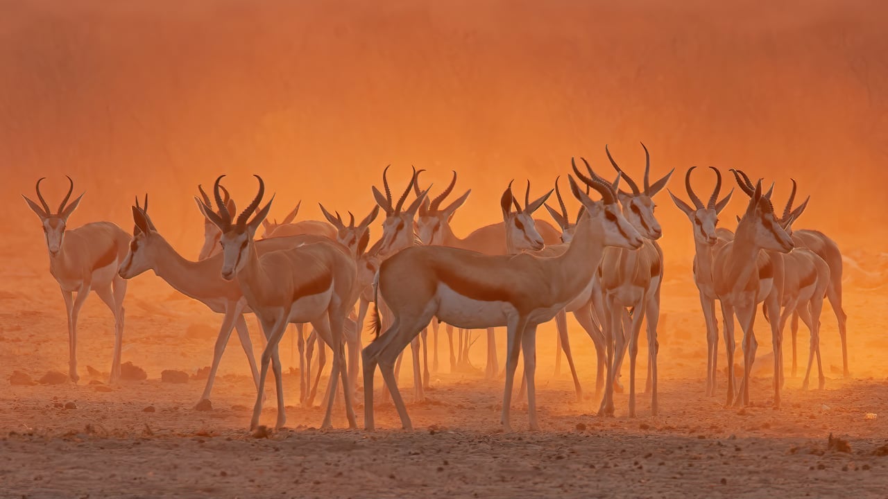Springboks near a waterhole in Etosha National Park, Namibia (© Charlie Summers/Minden Pictures) desktop wallpaper
