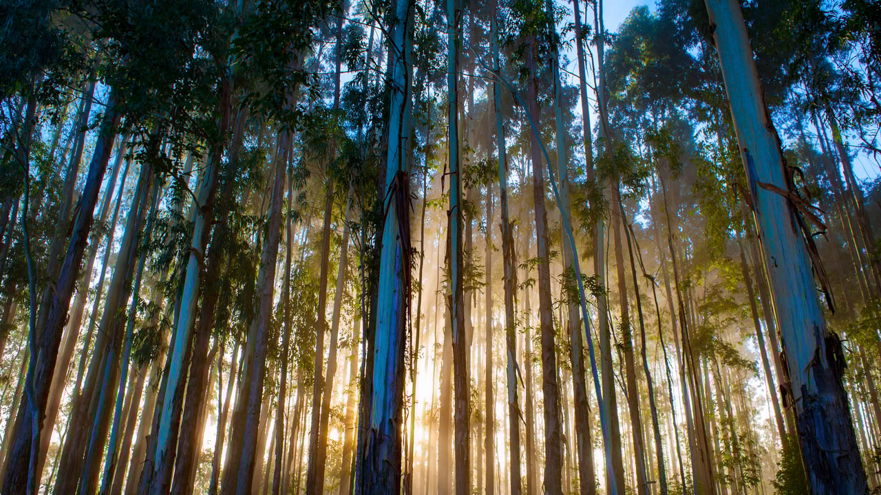 Reflorestamento de eucaliptos em Santa Catarina (© YES BRASIL/Getty Images) desktop wallpaper