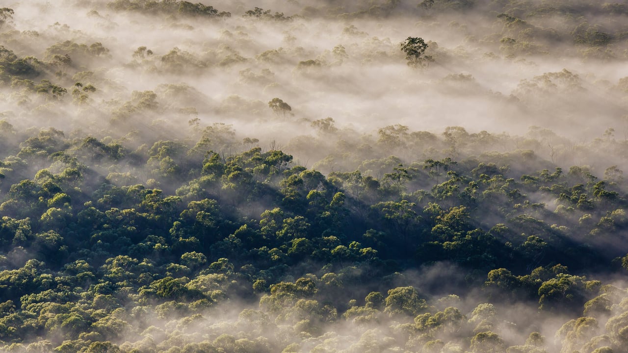 Eucalyptus trees, Megalong Valley, Blue Mountains National Park, NSW, Australia (© Andrew Peacock/TANDEM Stills + Motion) desktop wallpaper