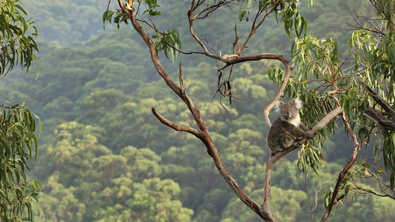 Koala in a eucalyptus tree, Great Otway National Park, Australia (© Jamie Lamb - elusive-images.co.uk/Getty Images) desktop wallpaper