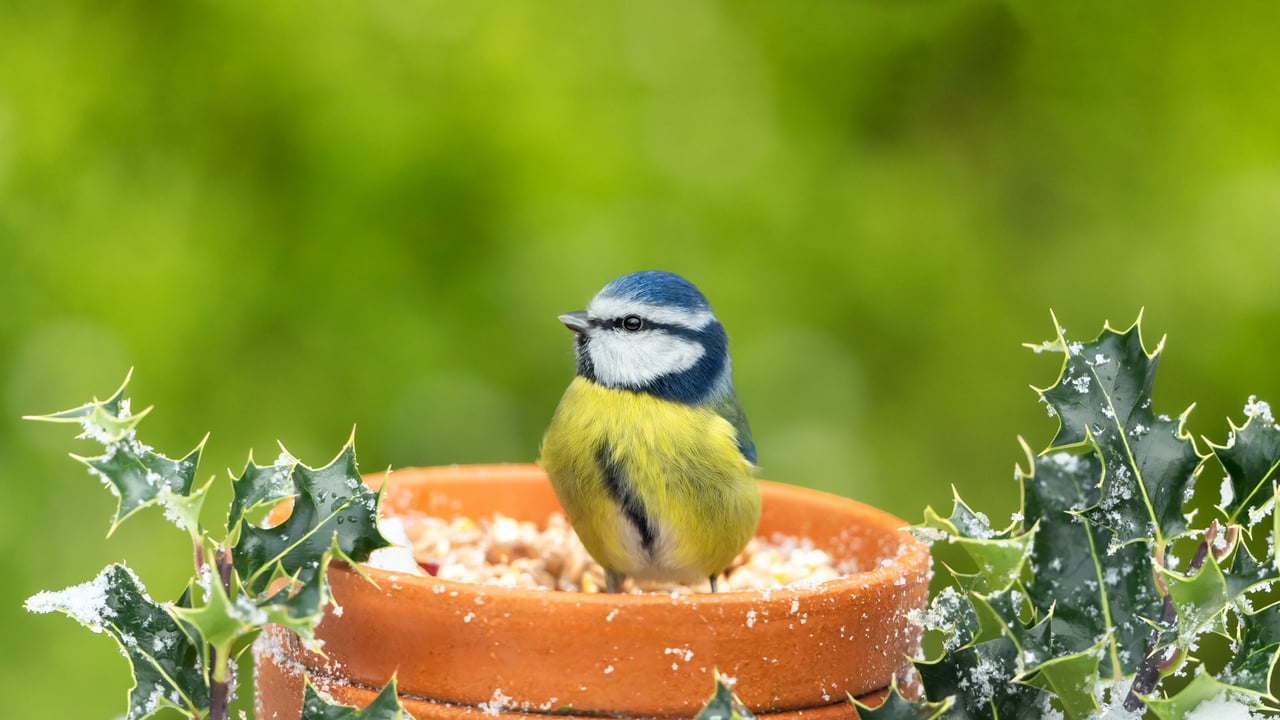 Eurasian blue tit, United Kingdom (© Anne Coatesy/iStock/Getty Images) desktop wallpaper