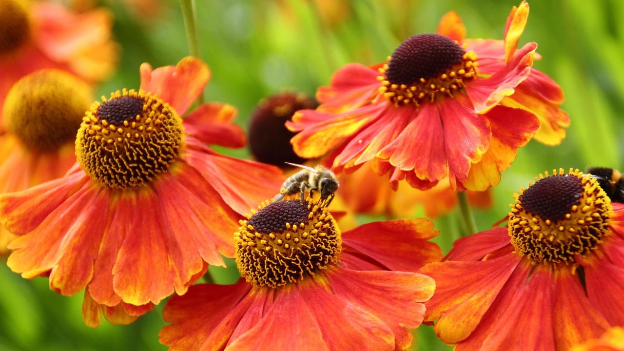 European honeybees in Sheffield, England (© Deborah Vernon/Alamy) desktop wallpaper