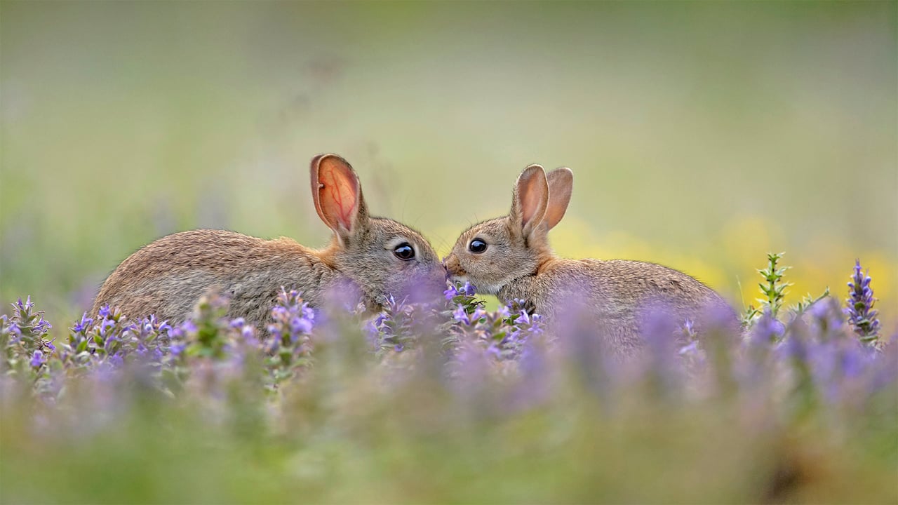 European rabbit kit greeting its parent, France (© Remy Courseaux/Minden Pictures) desktop wallpaper