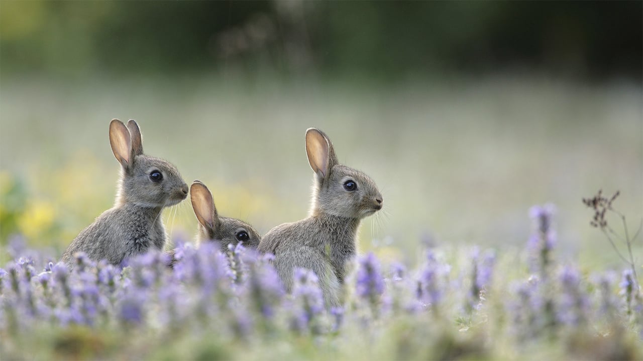 Junge Wildkaninchen (© Remy Courseaux/Minden Pictures) desktop wallpaper