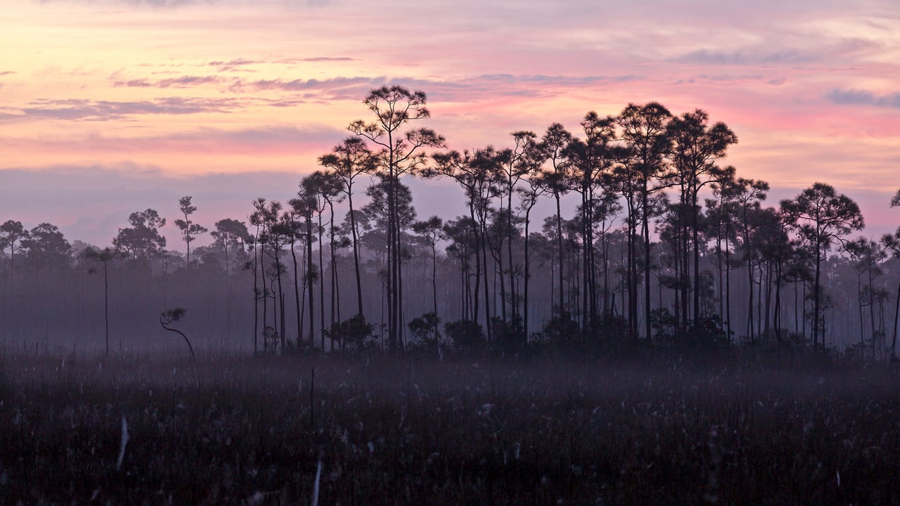 A stand of slash pines and sawgrass prairie, Everglades National Park, Florida (© Jonathan Gewirtz/Tandem Stills + Motion) desktop wallpaper
