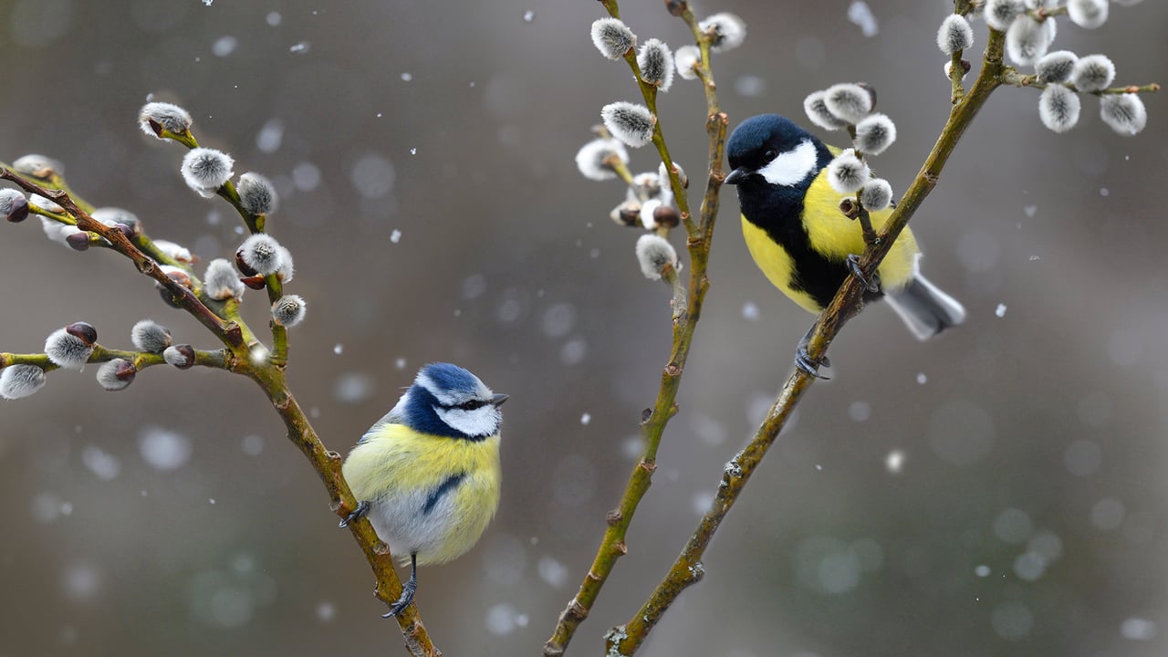 雪中的蓝山雀和大山雀,法国北孚日地区自然公园 (© Michel Rauch/Minden Pictures) desktop wallpaper