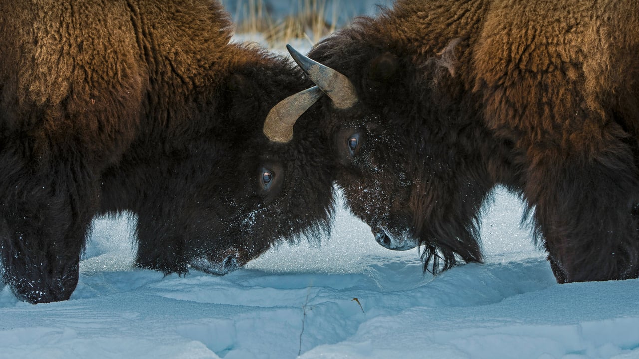 American bison in Yellowstone National Park, Wyoming (© Gerald Corsi/Getty Images) desktop wallpaper