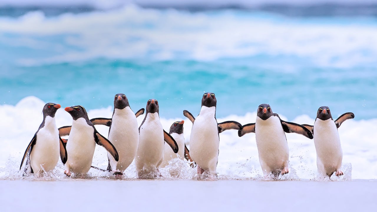 Southern rockhopper penguins on the Falkland Islands (© Heike Odermatt/Minden Pictures) desktop wallpaper