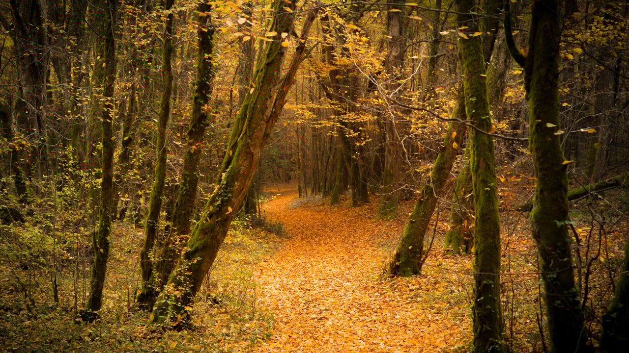Forêt en automne (© Laud Nicolas/EyeEm/Getty Image) desktop wallpaper