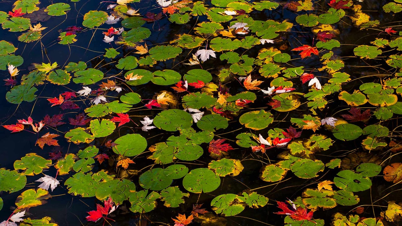 Lily pads and floating autumn coloured leaves, Waterloo, Que. (© Design Pics/Offset) desktop wallpaper